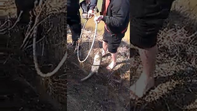 Толстолобик смотреть онлайн