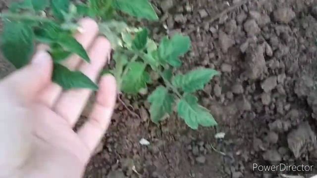 Кадры из жизни многодетной мамы!!!Нашла рецепт вкусных булочек!!! смотреть онлайн