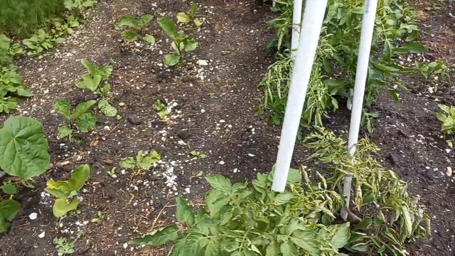 Огород на Кубани. Натухаевская. Жизнь на море. дом на юге смотреть онлайн