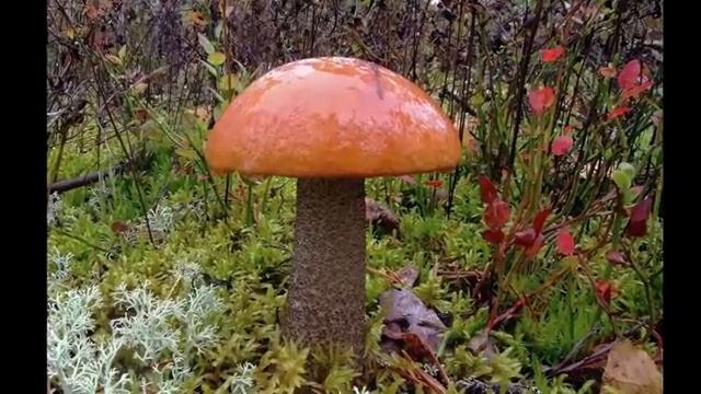 Кулинарные открытия с Евгенией