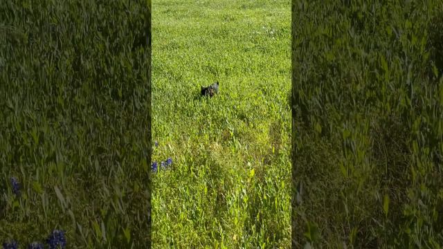 Poor kitten has lots her way. смотреть онлайн