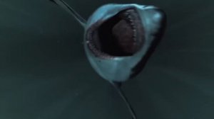 КОСАТКА (КИТ УБИЙЦА, ОРКА) VS МЕГАЛОДОН (САМАЯ БОЛЬШАЯ АКУЛА В МИРЕ) КТО КОГО!?