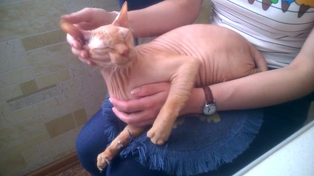 Добрый сфинкс смотреть онлайн