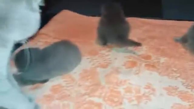 Шотландские вислоухие котята учатся ходить