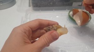 Улитка сломала панцирь, что делать.