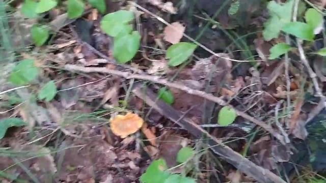 Пора в лес по лисички смотреть онлайн