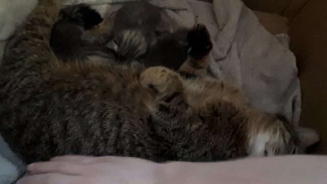 КОТЯТА ОТКРЫВАЮТ ГЛАЗКИ. смотреть онлайн