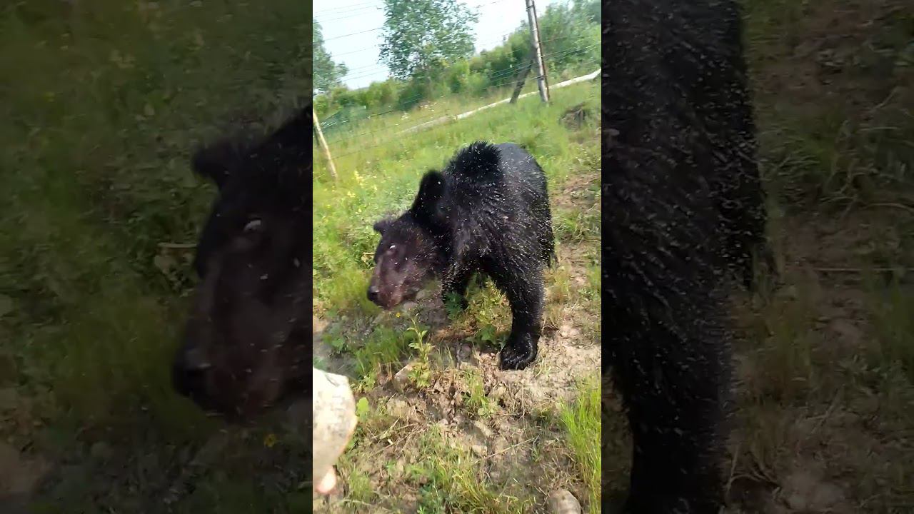 Хотел просто поговорить. #медведь смотреть онлайн