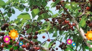 Вишнево-черешневый гибрид Ивановка. Краткий обзор, описание характеристик дюк Ivanovka