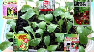 7 основных секретов выращивания рассады капуст