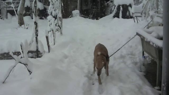 Снег хлопьями в Болгарий (17.01.16) смотреть онлайн