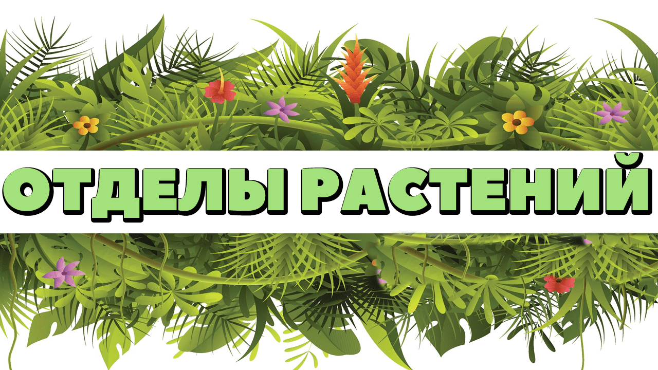 ЕГЭ по БИОЛОГИИ.Ботаника.Систематика растений.mp4