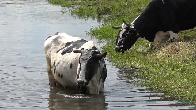 Корова Видео для детей 2 смотреть онлайн