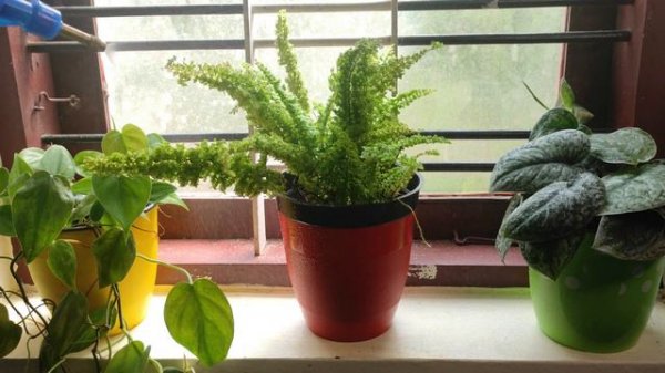 Beautiful Ferns Collection | How To Care For Fern Plants |Ferns Repotting