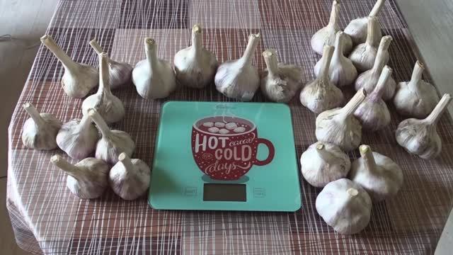 Чеснок сорта "Любаша". Мой отзыв. смотреть онлайн