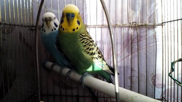 Что такое сепия?