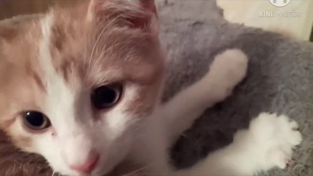 Подмигивающий котик😉 смотреть онлайн