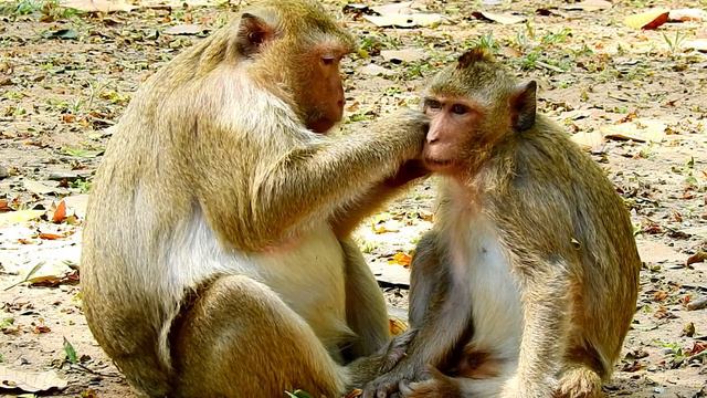 Big Braina Monkey Come To Grooming For Her Baby Monkey , ASMR Grooming