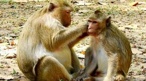 Big Braina monkey come to grooming for her baby monkey , ASMR Grooming
