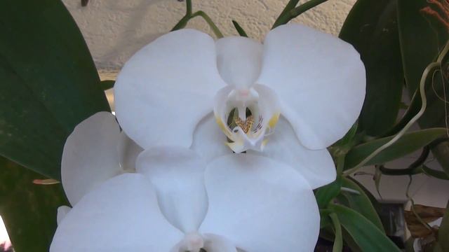 Lepke banda Phalaenopsis orchideáim 2016 02 06 смотреть онлайн
