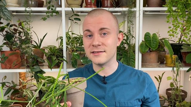 Underrated Houseplants | 2022