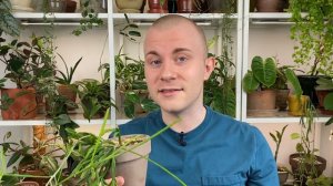 Underrated Houseplants | 2022