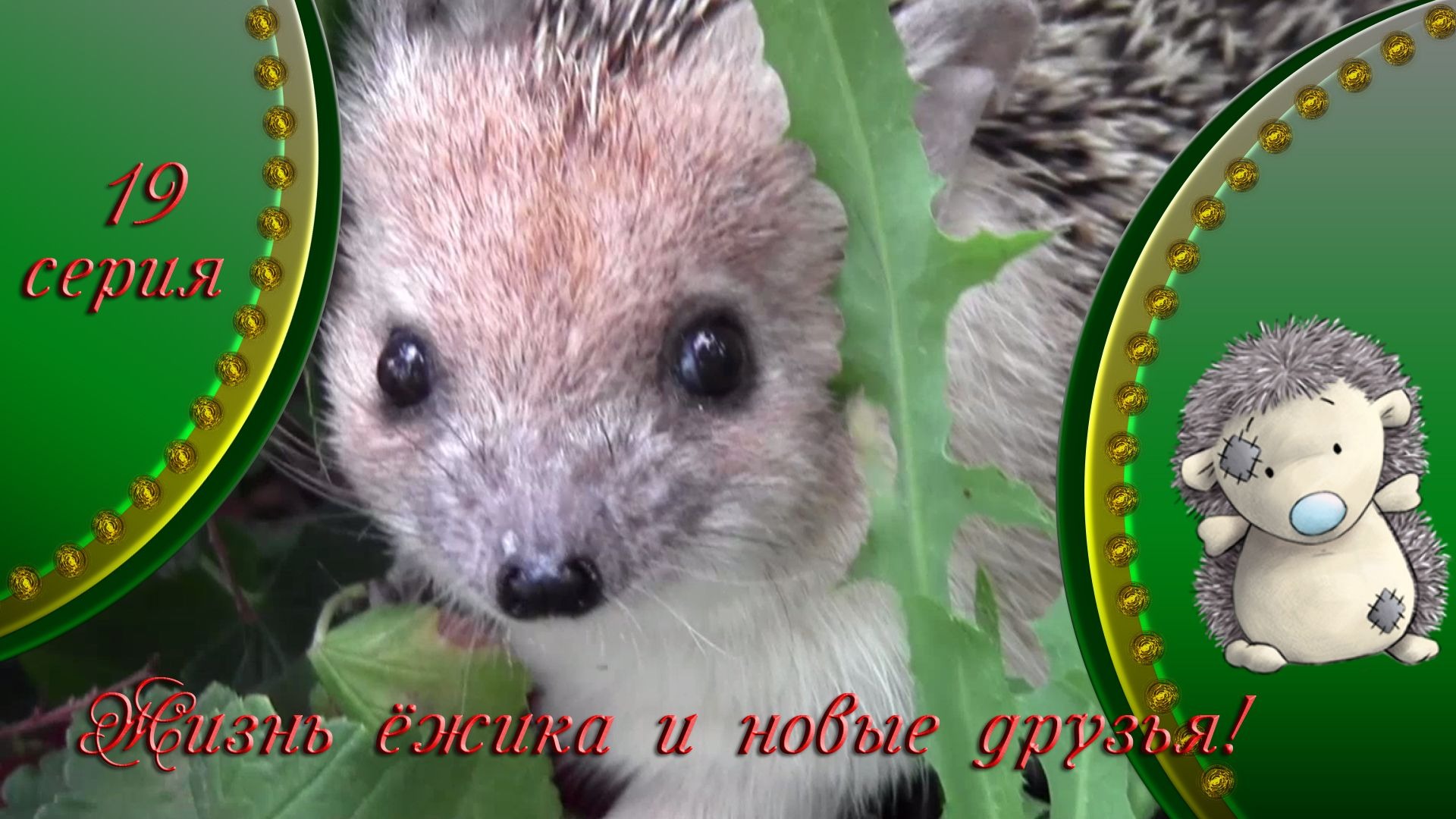 19 серия Жизнь ёжика и знакомство с новым другом смотреть онлайн