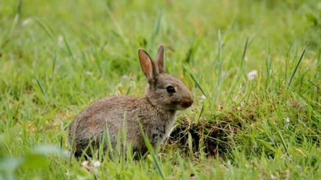 I am a big big cat,I am a little little mouse rhymes for children смотреть онлайн