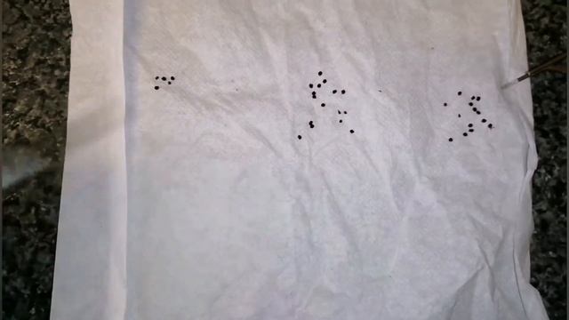 Lophophora williamsii - Harvesting Cactus Seed (and my Lophophora Cactus Seedlings) смотреть онлайн