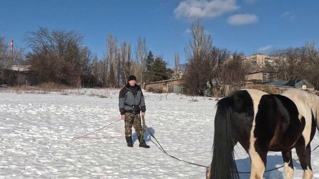 Обучение лошади. Заездка и прочее смотреть онлайн