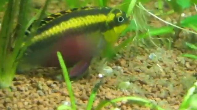 Цихлида попугай (Pelvicachromis pulcher) с мальками смотреть онлайн