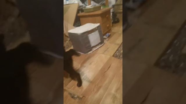 Как отучить котенка кусаться во врем игры. В главной роли - Изюминка. Приют Петербург смотреть онлайн