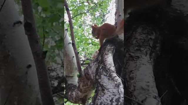 Беляночка, Лесосибирск, новое поколение бельчат смотреть онлайн