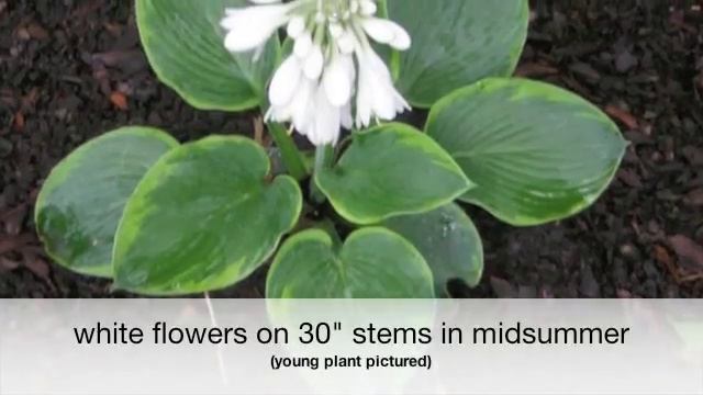 Hosta Frances Williams смотреть онлайн