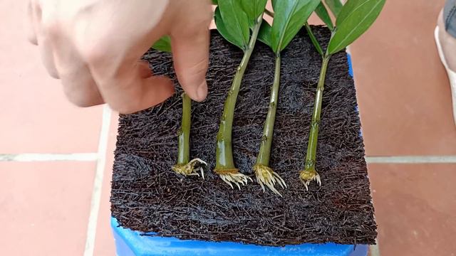 Plants tree with branches in water and the unexpected happens to purify indoor air смотреть онлайн