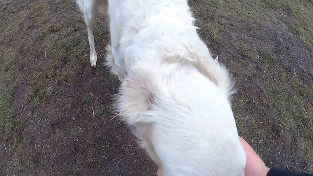 Пёс Граф наблюдает за своими друзьями смотреть онлайн