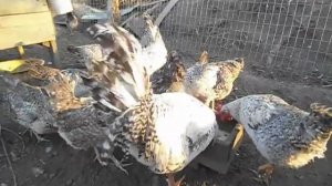 Борковская Барвистая яичная порода кур Серебристый леггорн Сельская жизнь