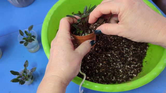 17.02.24.Фиалки.сажаю пасынки. смотреть онлайн