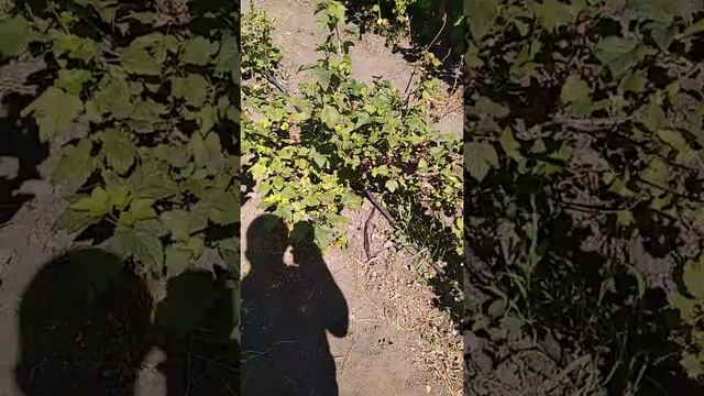 Обзор черной смородины смотреть онлайн