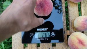 Персик Посол Мира, запредельно урожайный сорт персика. 28.07.2023