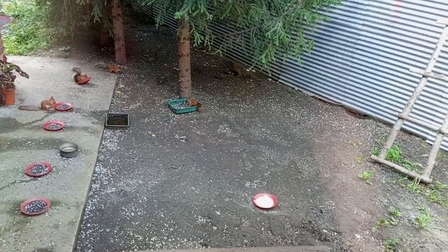 благодарность за помощь Людмиле Николаевне от всех питомцев смотреть онлайн