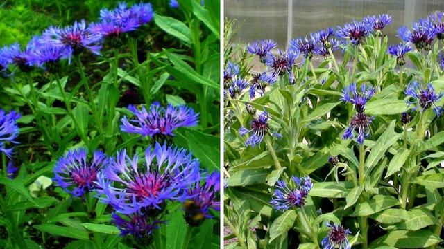 Не сажайте эти растения в цветнике. Они вытеснят все остальные цветы смотреть онлайн