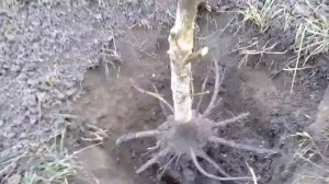 Сажаем ГРЕЦКИЙ ОРЕХ на новое место жительства ч. 3