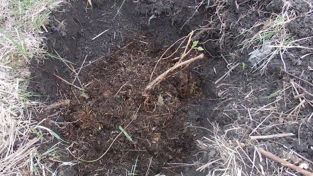 Весенняя посадка ЖИМОЛОСТИ в посадочную яму . смотреть онлайн