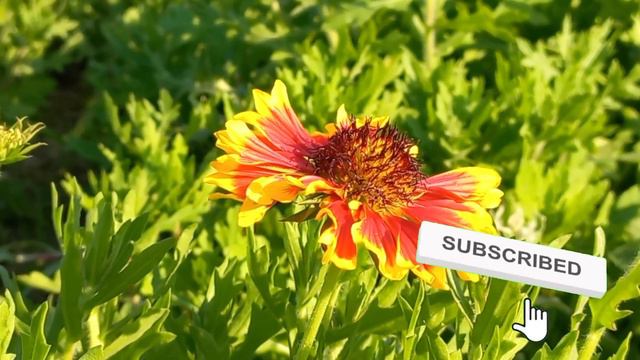 How To Care Gaillardia Plant In Hindi/Growing Gaillardia – Blanket Flower Perennial Care Tips