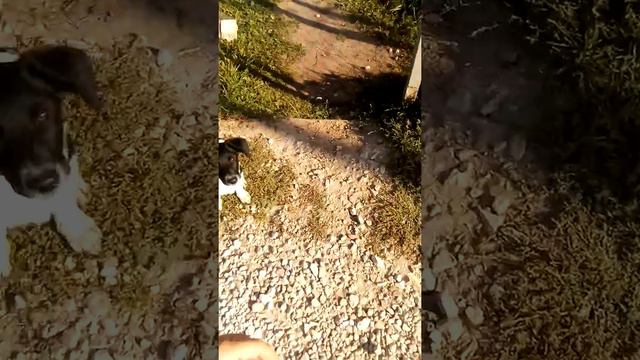 Иду гулять с собакой друна смотреть онлайн