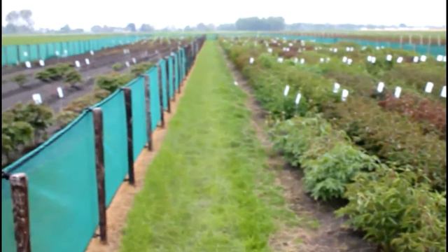 Peony Showgarden Holland | R2 Flowers | Peonies смотреть онлайн