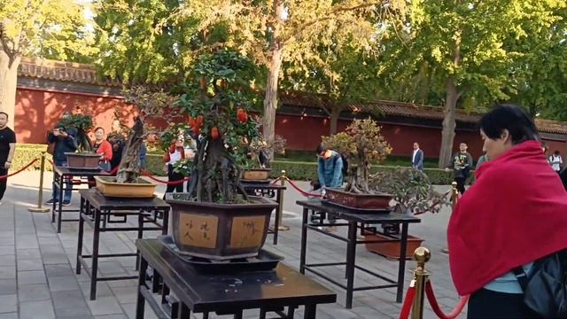 Парк Цзиншань в Пекине_Скульптуры из Цветов/ Выставка фруктовых деревьев（景山公园） смотреть онлайн