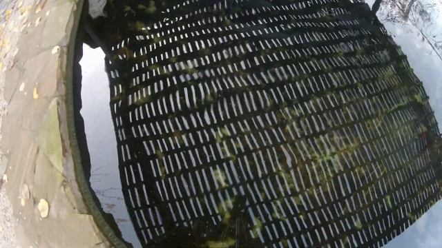 Особенности выращивания форели на даче