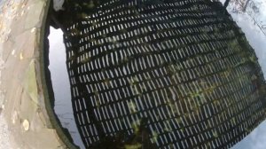 Особенности выращивания форели на даче